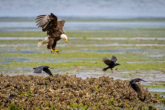 Bald_eagle_WASB_2022_13