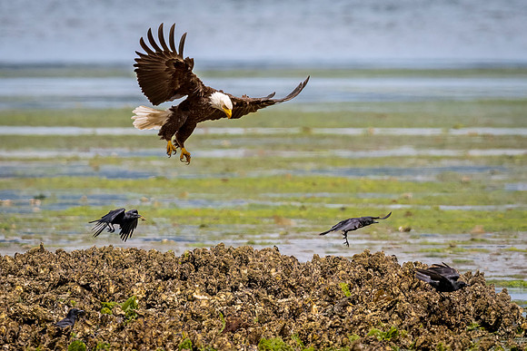 Bald_eagle_WASB_2022_14
