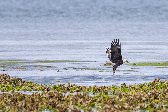 Bald_eagle_WASB_2022_23
