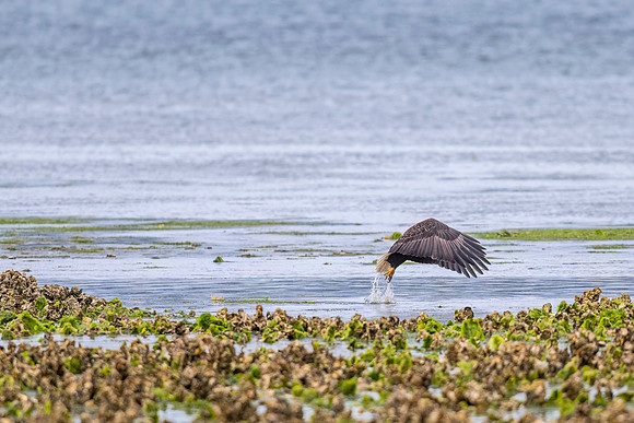 Bald_eagle_WASB_2022_24