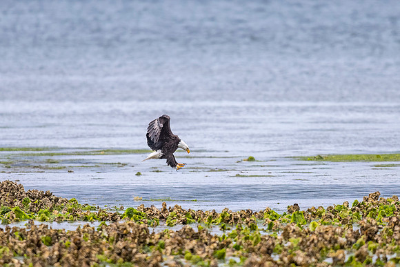 Bald_eagle_WASB_2022_25