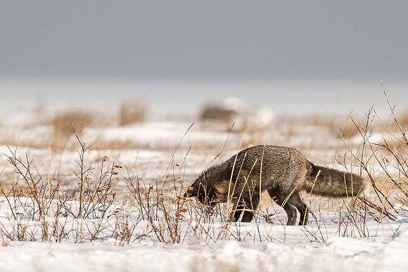 Cross_Fox_CH_2022_2