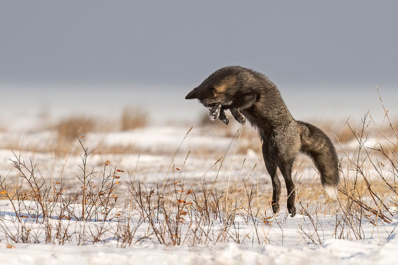 Cross_Fox_CH_2022_3