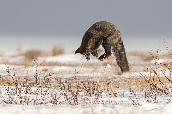 Cross_Fox_CH_2022_1