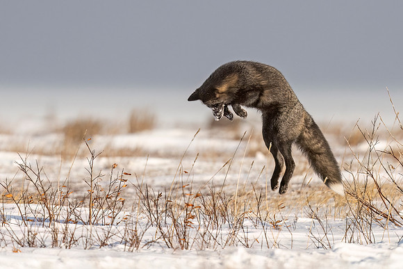 Cross_Fox_CH_2022_4