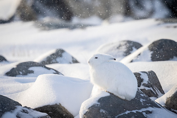 Arctic_hare_CH_2022_1