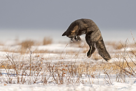 Cross_Fox_CH_2022_5