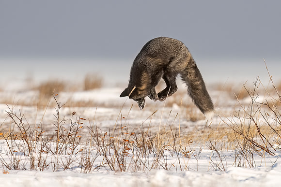 Cross_Fox_CH_2022_7