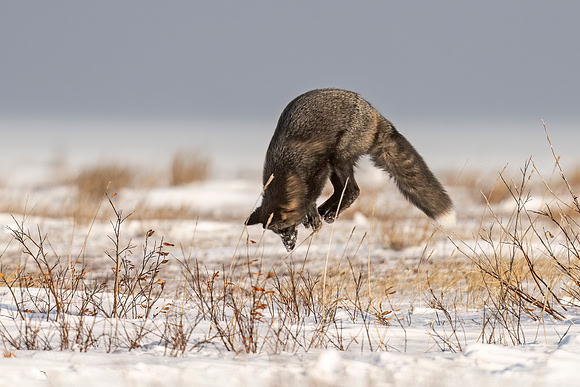 Cross_Fox_CH_2022_8