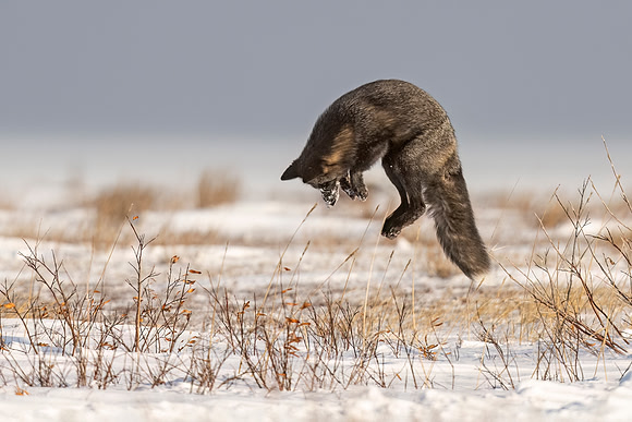 Cross_Fox_CH_2022_6