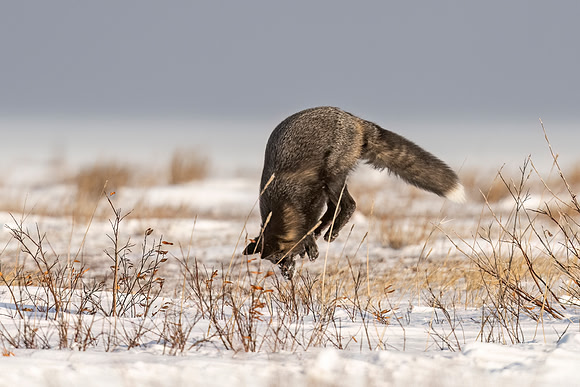 Cross_Fox_CH_2022_9