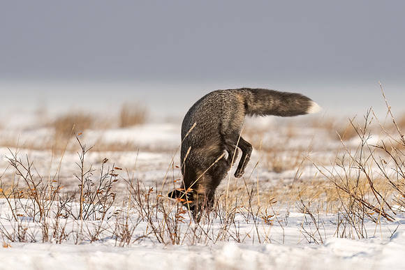 Cross_Fox_CH_2022_10