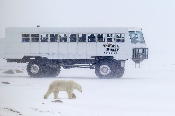 Polar_bear_CH_2013_15