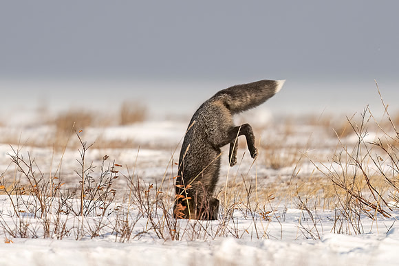 Cross_Fox_CH_2022_11