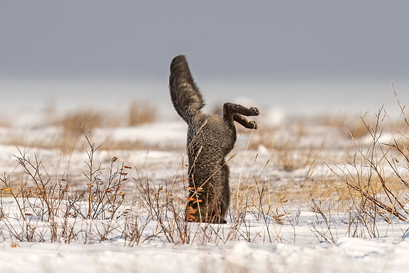 Cross_Fox_CH_2022_13