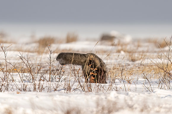 Cross_Fox_CH_2022_14