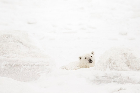 Polar_bear_CH_2022_1