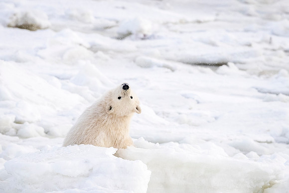 Polar_bear_CH_2022_2