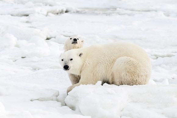 Polar_bear_CH_2022_4