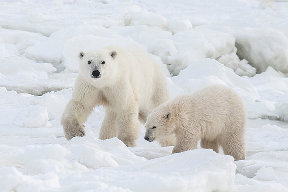 Polar_bear_CH_2022_6