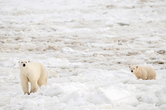Polar_bear_CH_2022_5