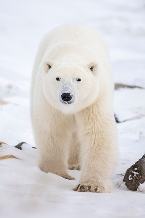 Polar_bear_CH_2022_7