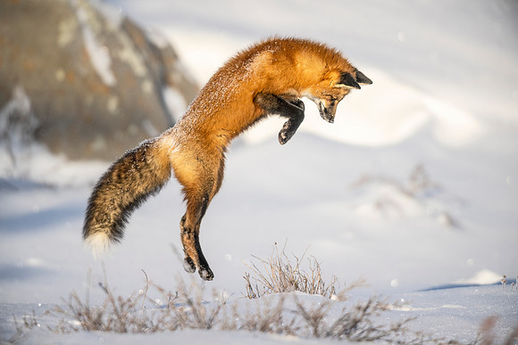 Red_Fox_CH_2022_1