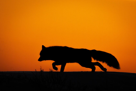 Silver_fox_CH_2022_1