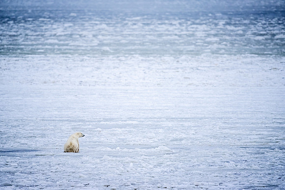 Polar_bear_CH_2022_8