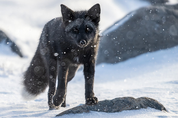 Silver_fox_CH_2022_2