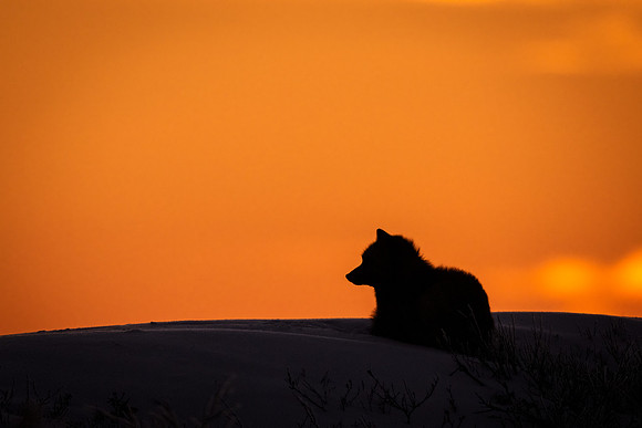 Silver_fox_CH_2022_3