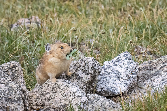 American_pika_MtEvans_2022_1