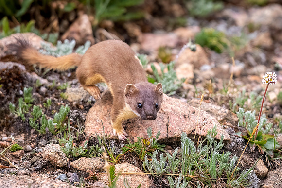 Long-tailed_weasel_MtEvans_2022_1