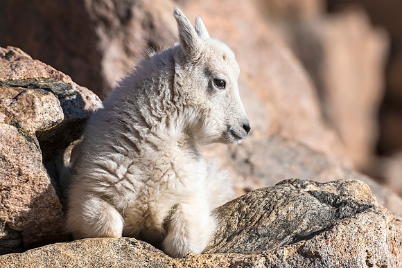 Mountain_goat_MtEvans_2022_1