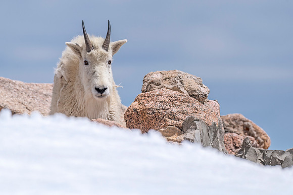 Mountain_goat_MtEvans_2022_2