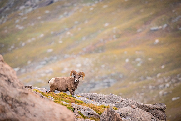 Bighorn_sheep_MtEvans_2022_1