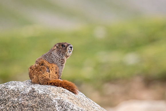 Yellow-bellied_marmot_MtEvans_2022_1