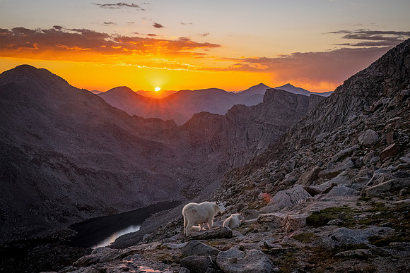 Mountain_goat_sunset_MtEvans_2022_1