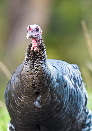 Wild_Turkey_2