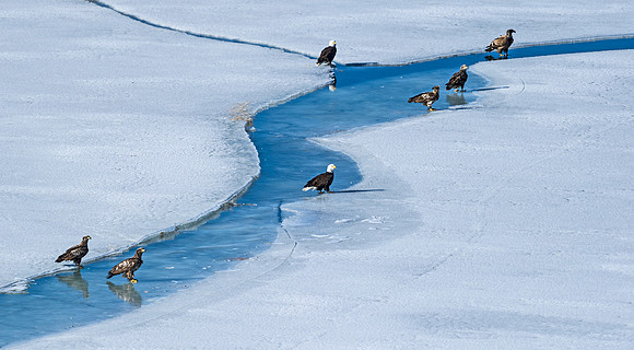 Bald_eagle_52