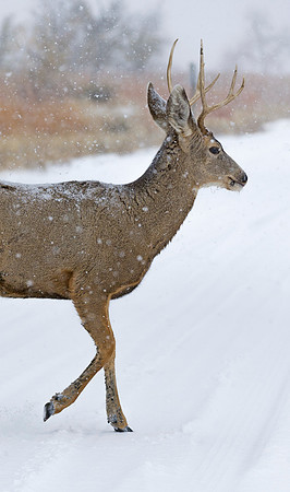 Mule_deer_buck_97