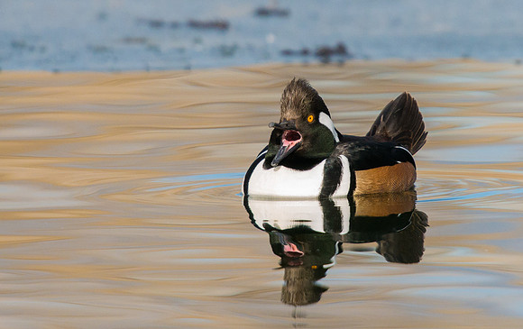 Hooded_Merganser_1