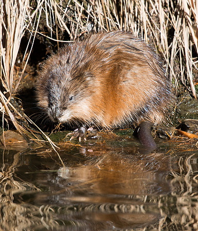 Muskrat_2