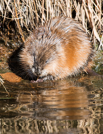 Muskrat_1