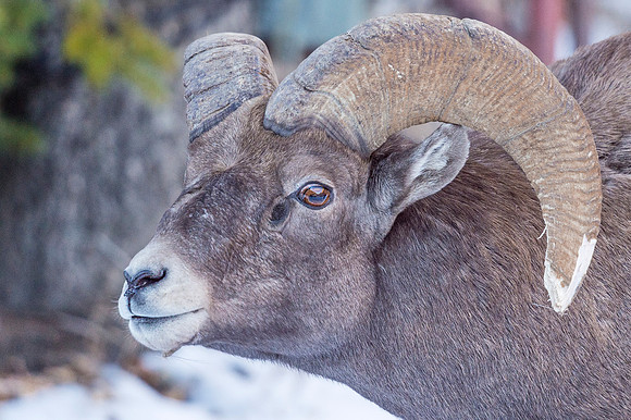 Bighorn_Georgetown_2016_7