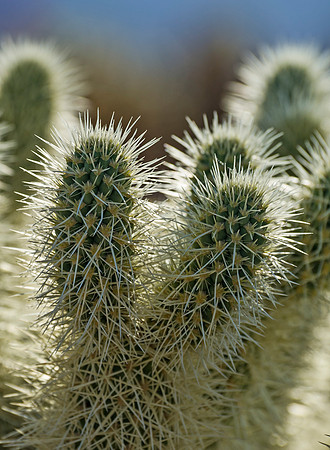 Cholla_Cactus_Garden_3