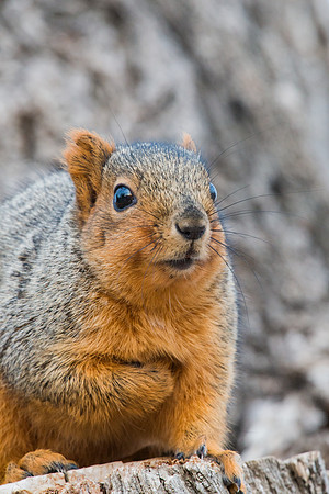 Squirrel_1