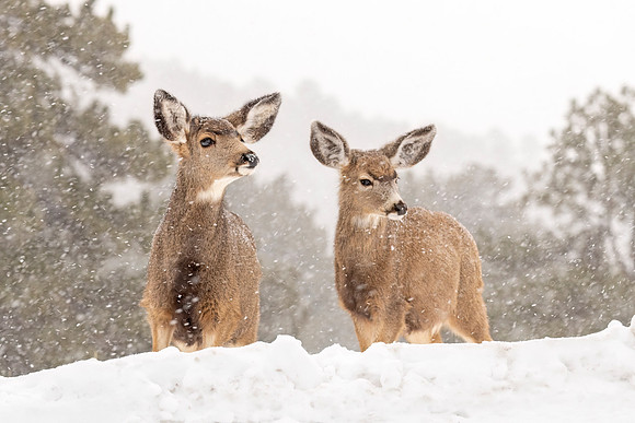 Mule_deer_RMNP_2023_1