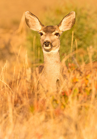 Mule_deer_doe_42