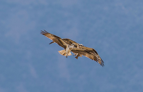osprey_42